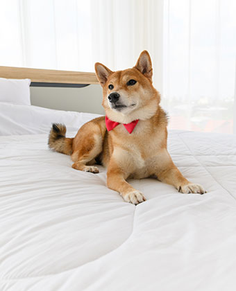dog on bed