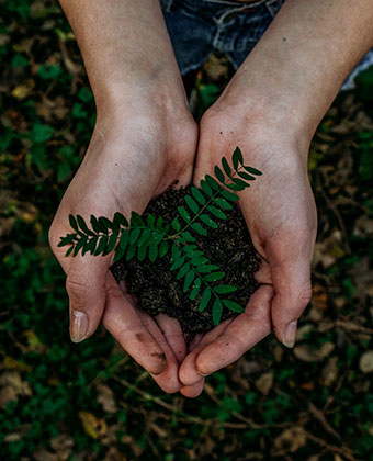 Plant in hands