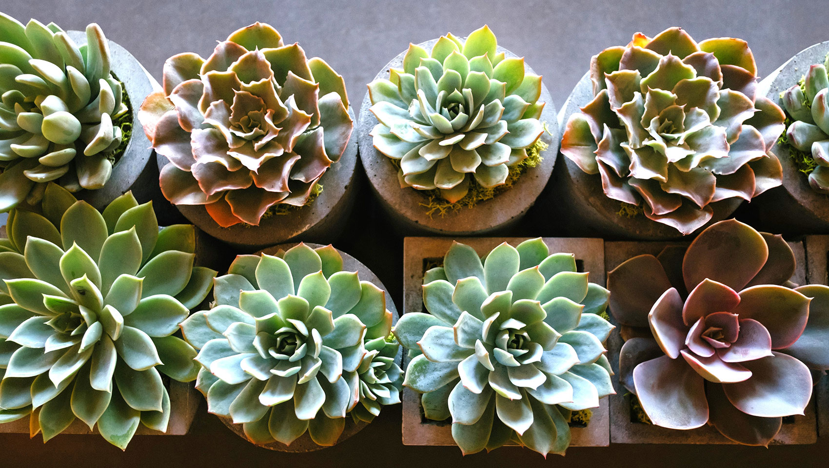 various succulents