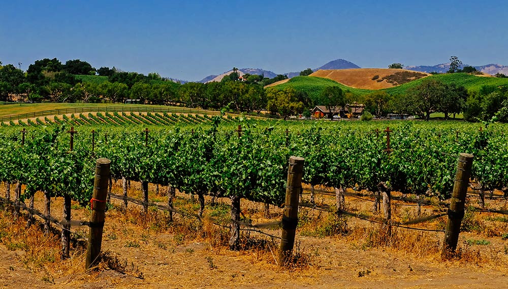 WA wine vineyards