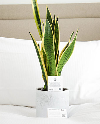 potted plant with a name tag on a bed