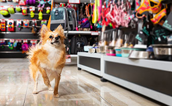 dog in pet store